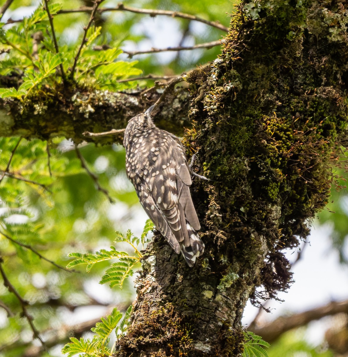African Spotted Creeper - ML659104721