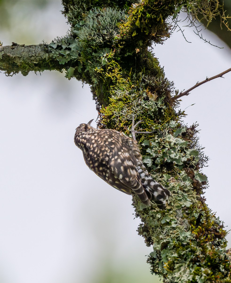 African Spotted Creeper - ML659104722