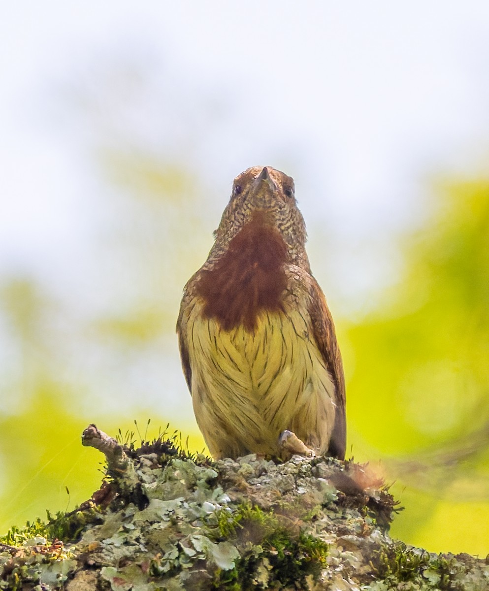 Red-throated Wryneck - ML659104725