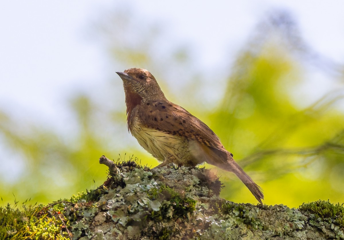 Red-throated Wryneck - ML659104726