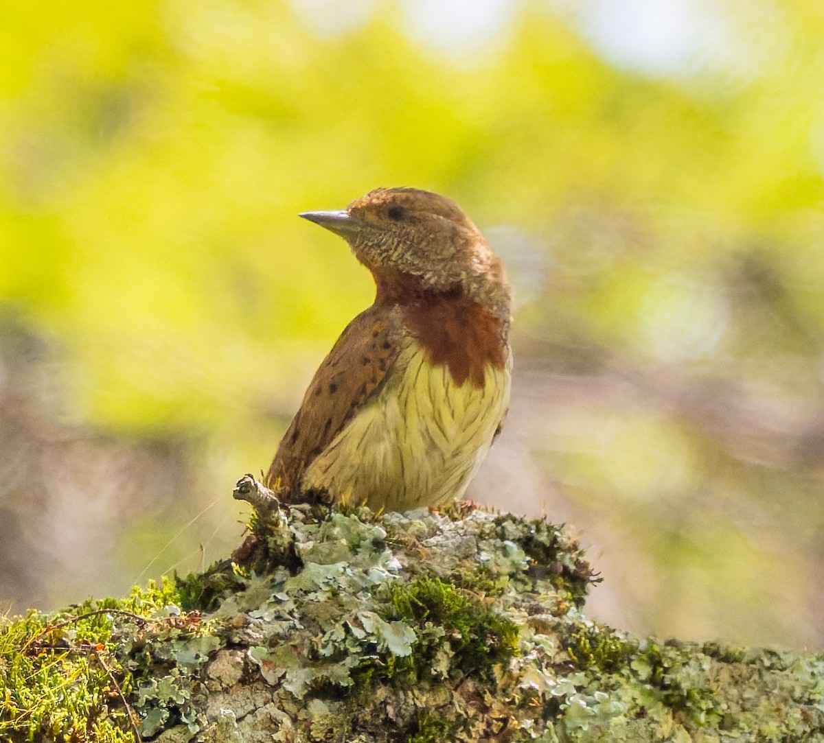 Red-throated Wryneck - ML659104727