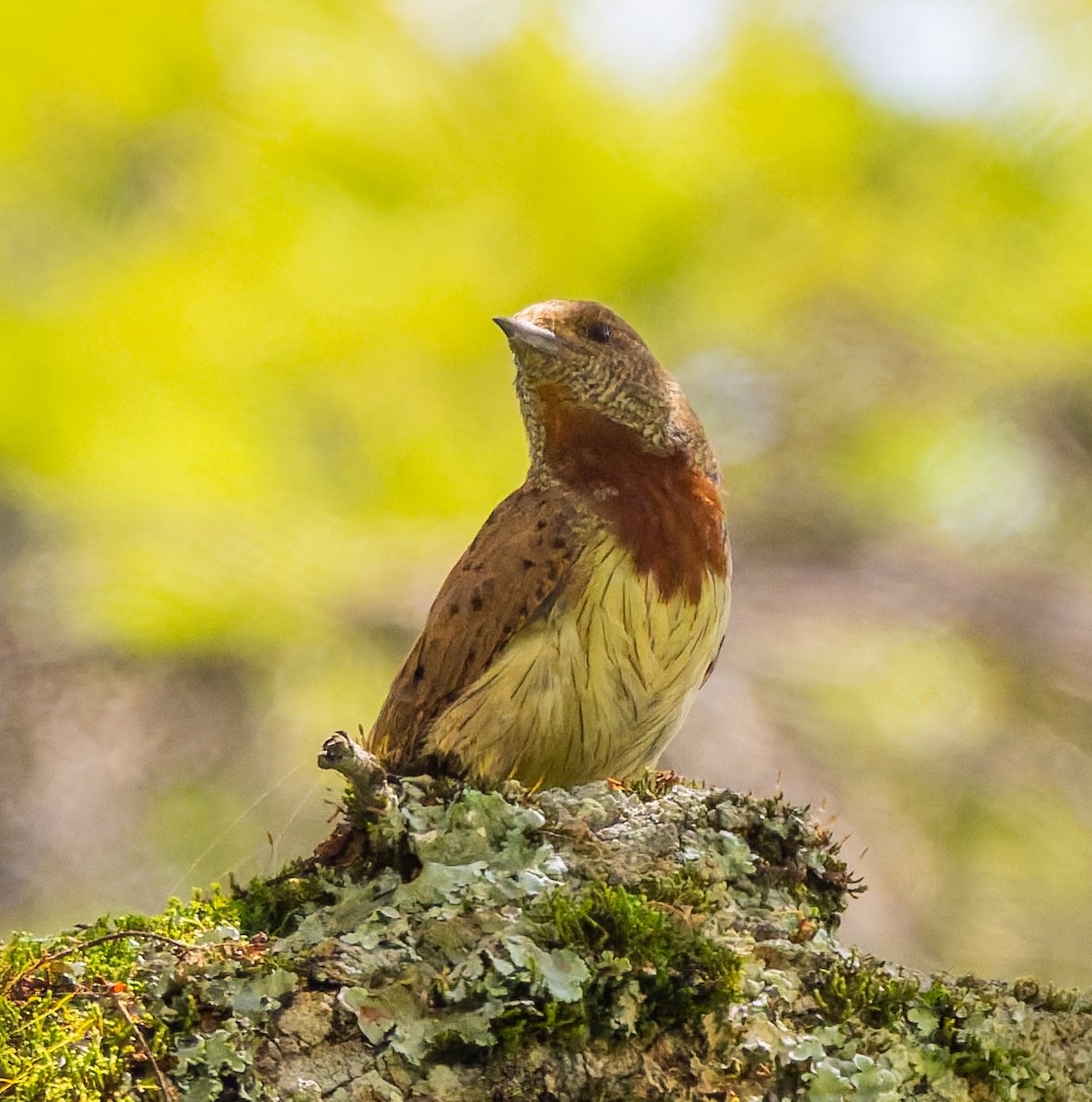 Red-throated Wryneck - ML659104728
