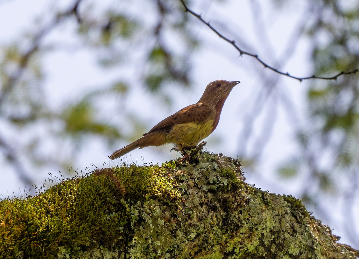 Red-throated Wryneck - ML659104729