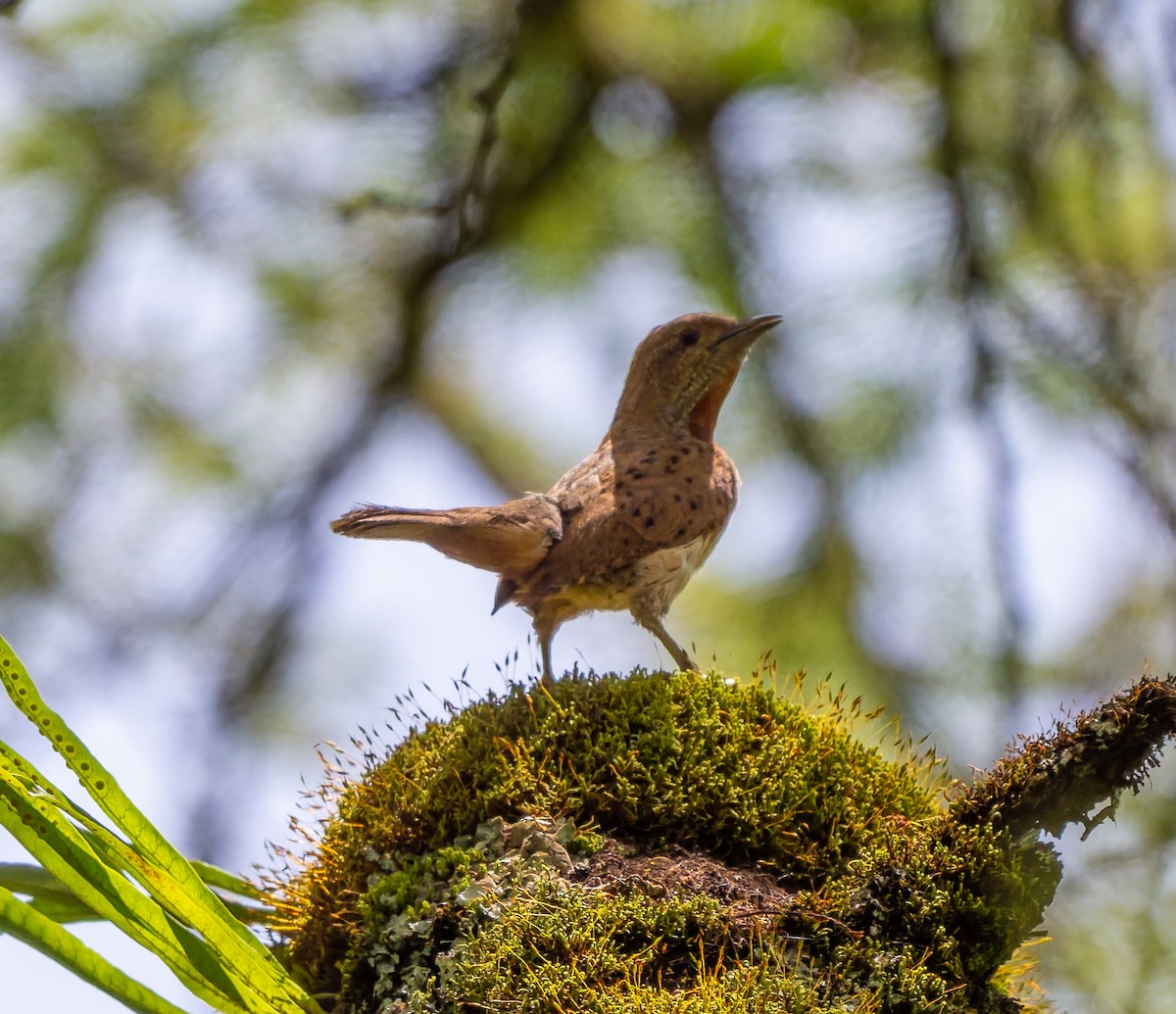 Red-throated Wryneck - ML659104730