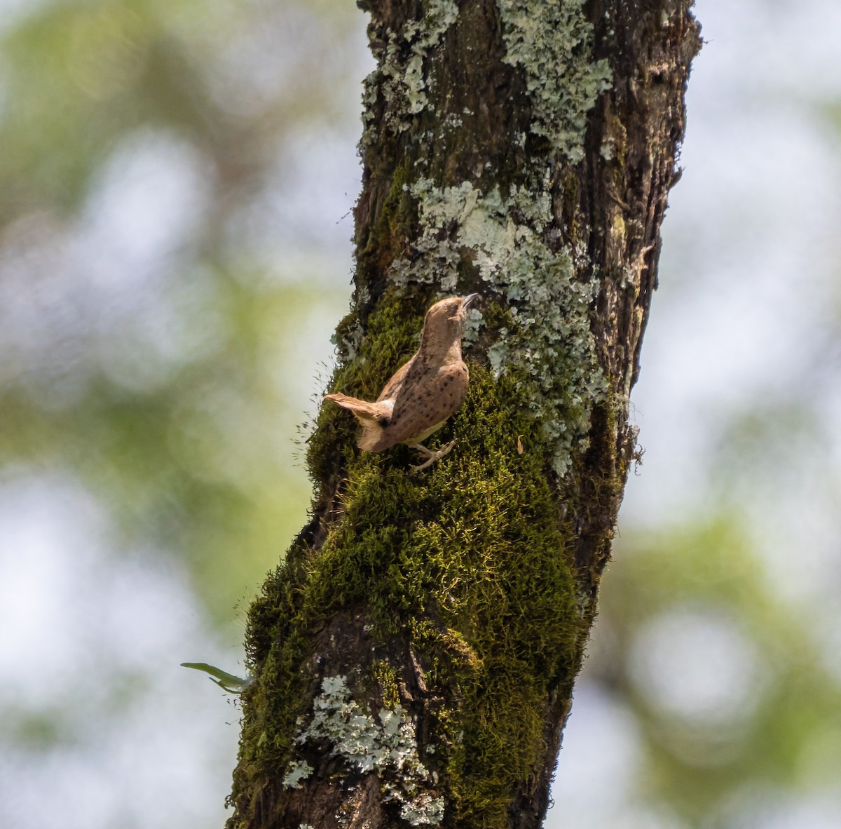 Red-throated Wryneck - ML659104731