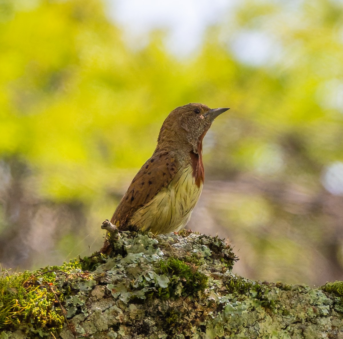 Red-throated Wryneck - ML659104732