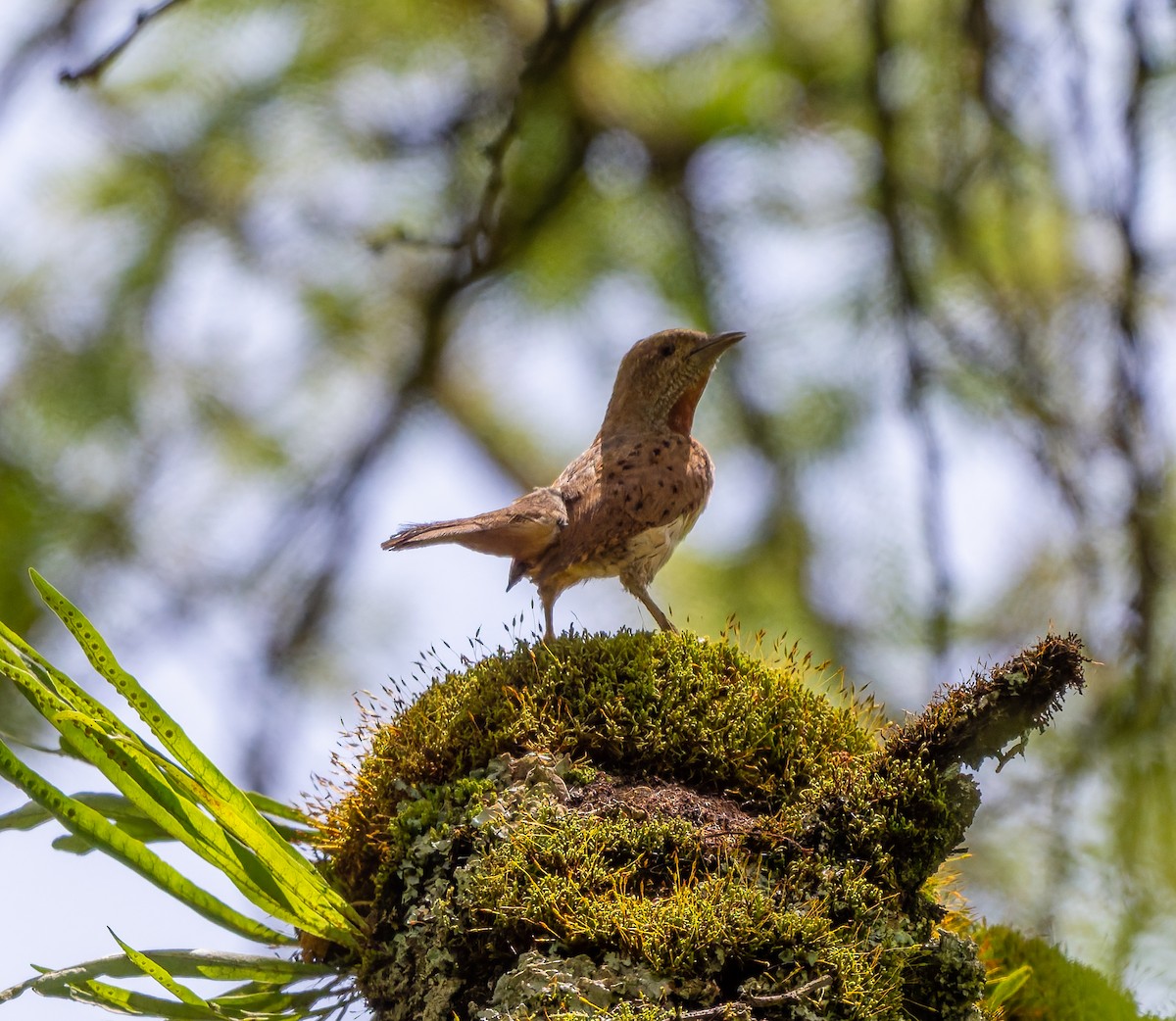Red-throated Wryneck - ML659104733