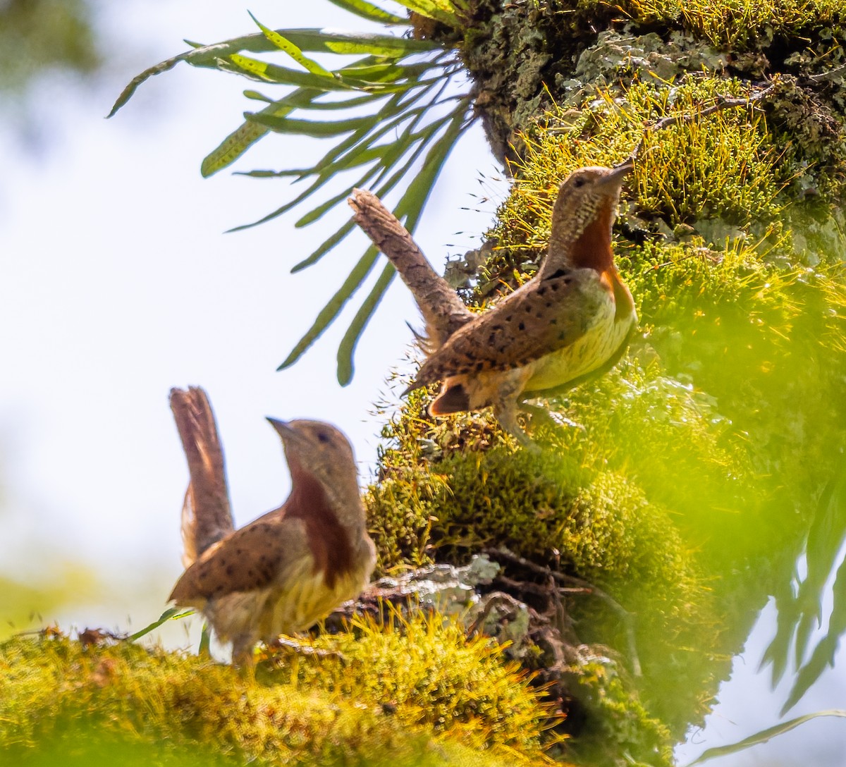 Red-throated Wryneck - ML659104734