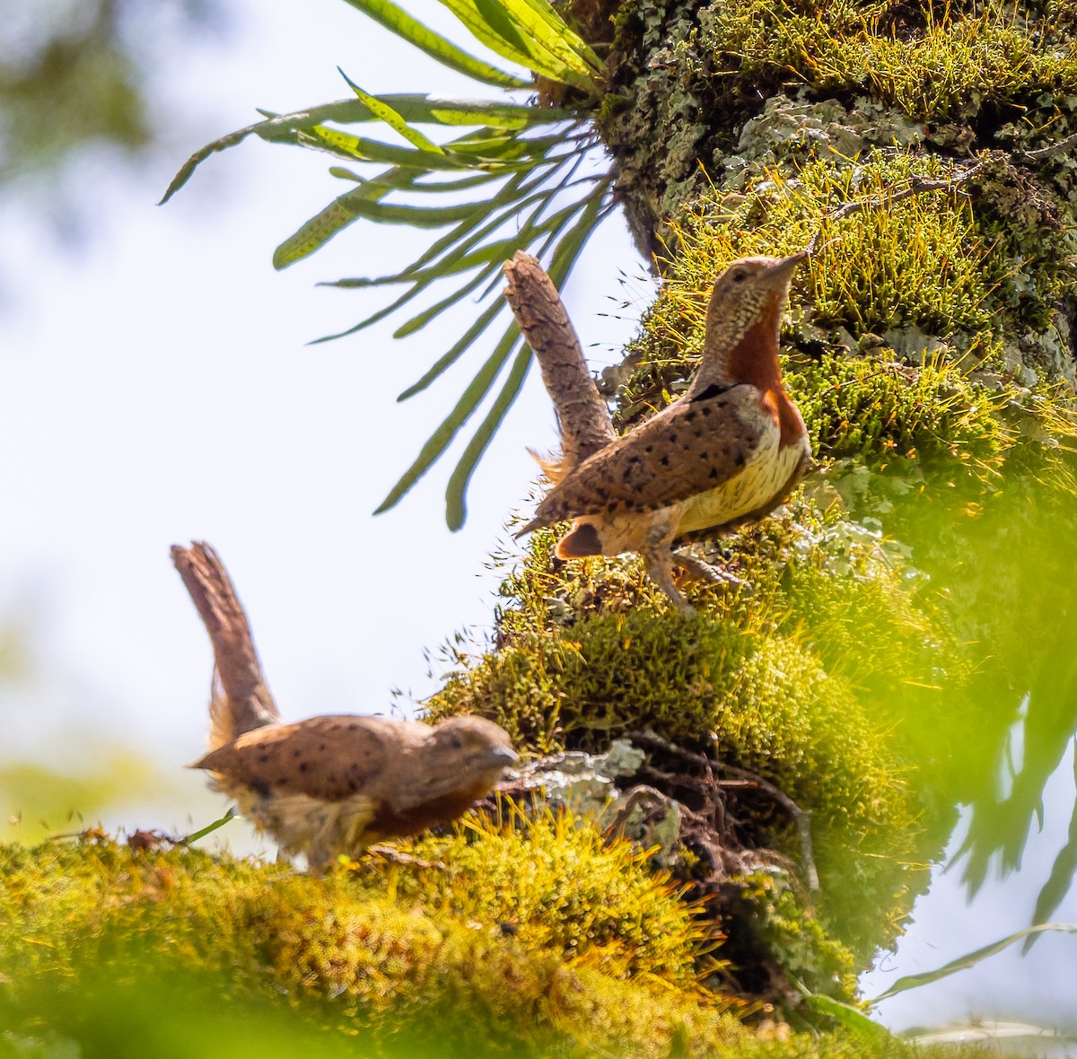 Red-throated Wryneck - ML659104735