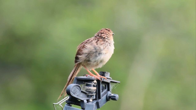 Striped Prinia - ML659105546