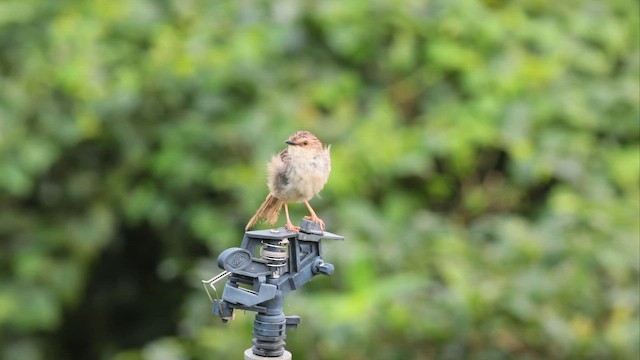 Striped Prinia - ML659105826