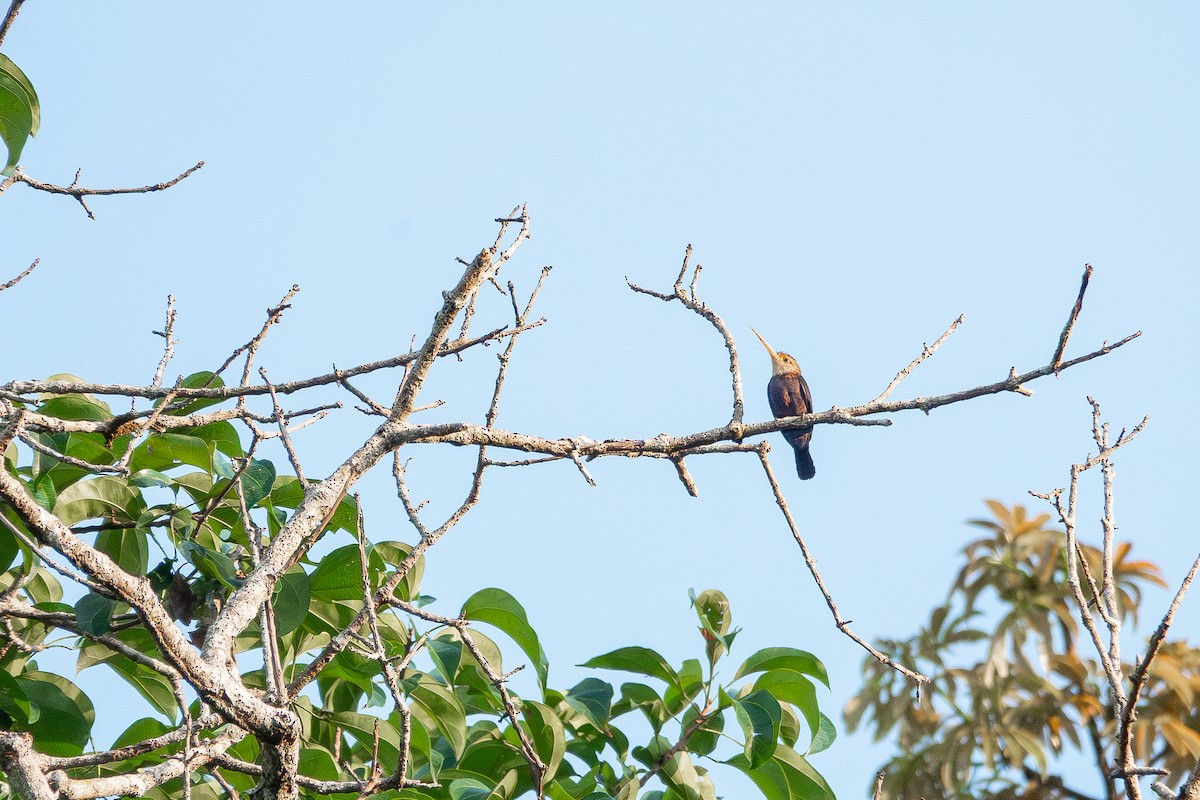 White-throated Jacamar - ML659105968