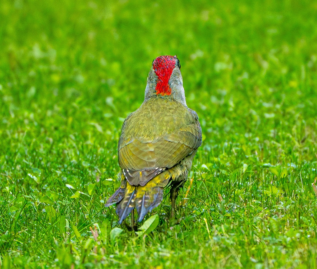 Picchio verde - ML659106003