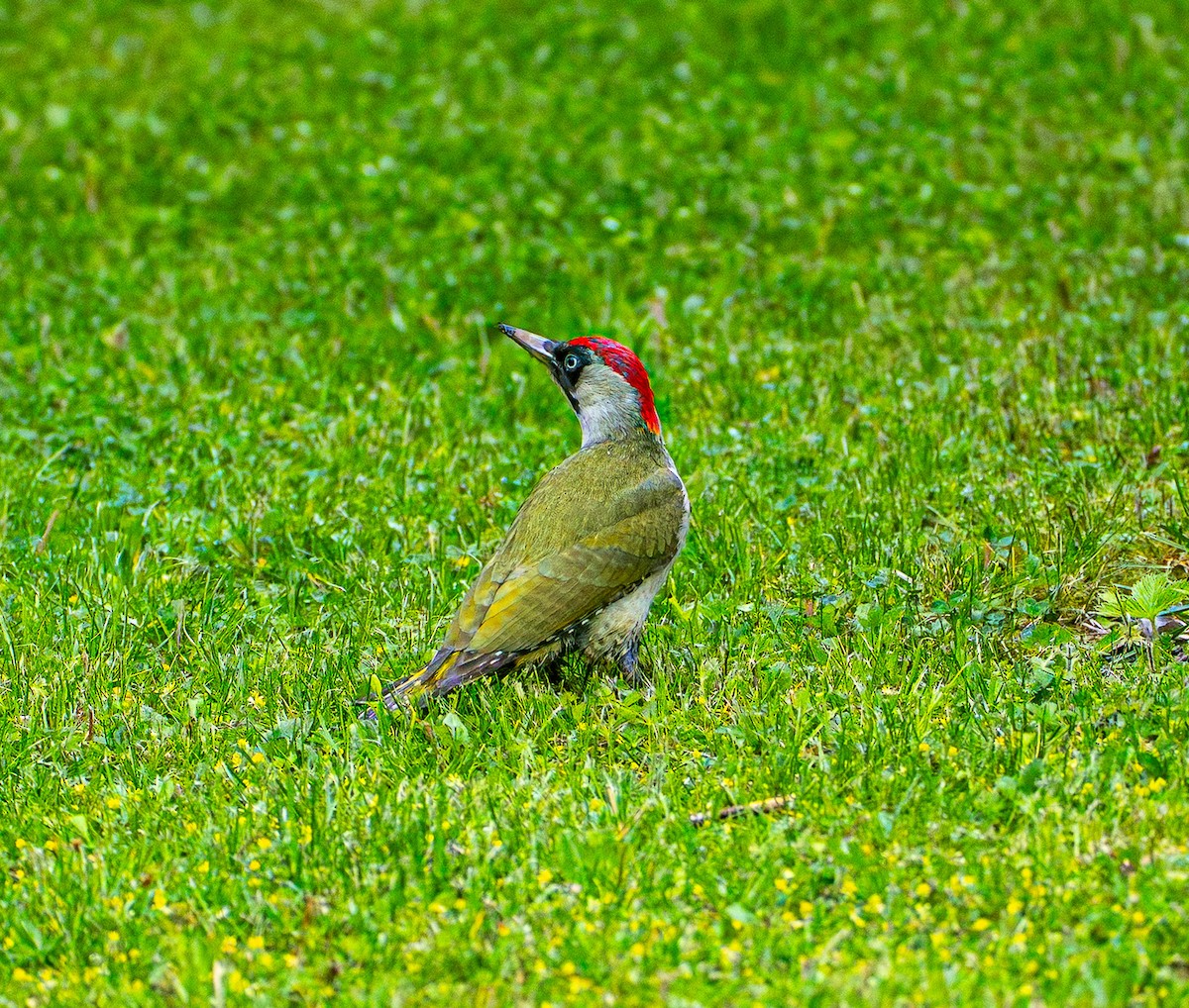 Picchio verde - ML659106004