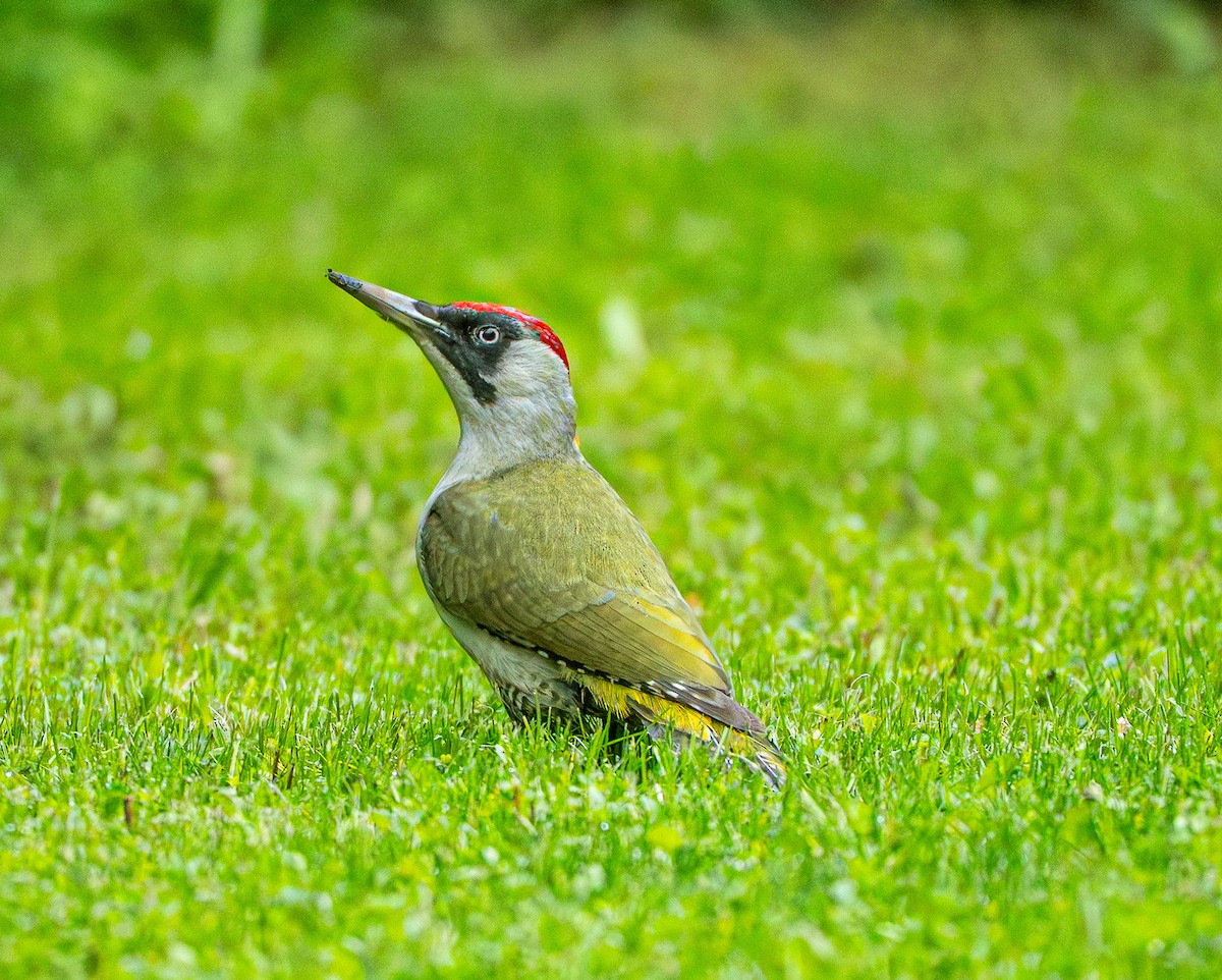 Picchio verde - ML659106005