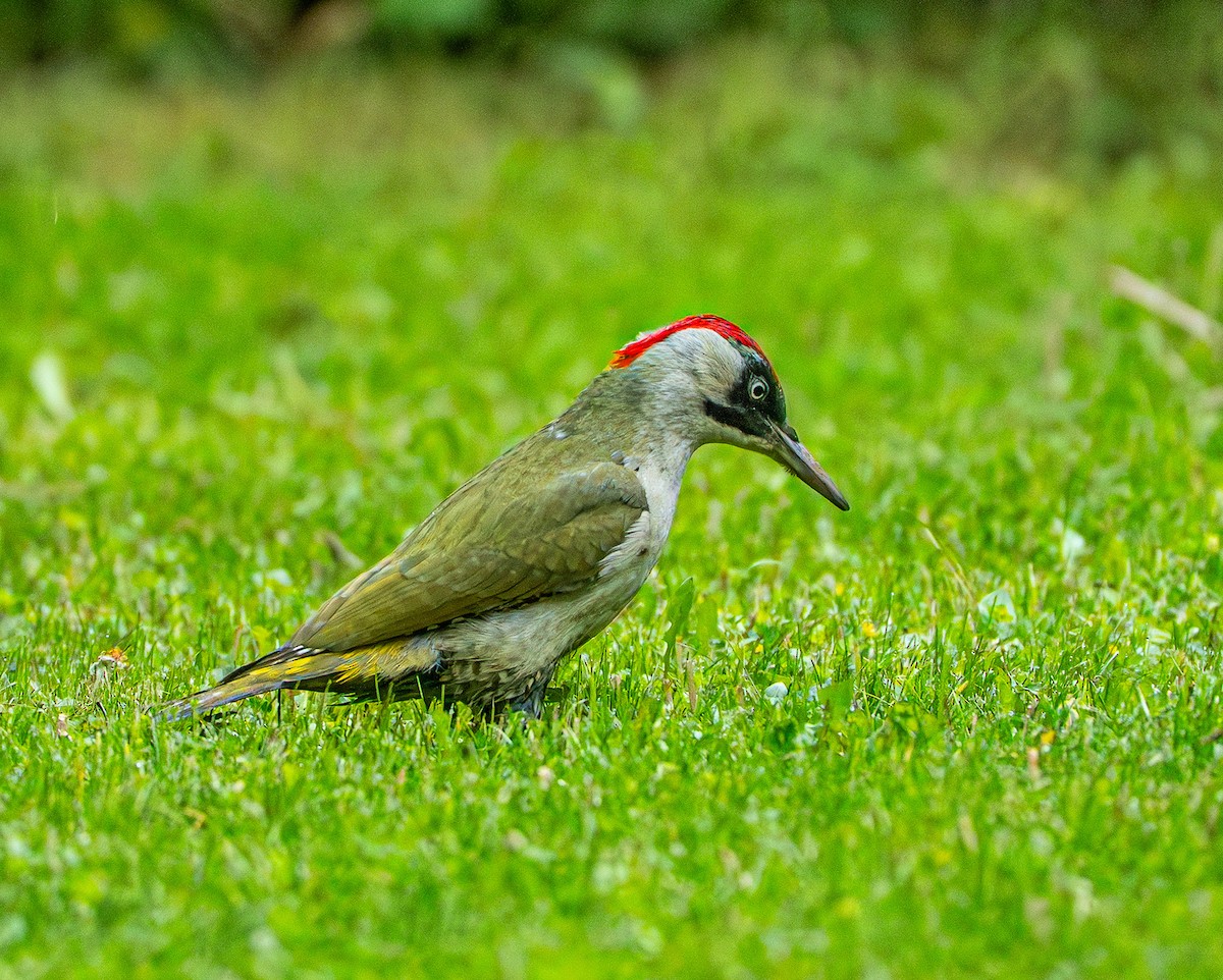 Picchio verde - ML659106006