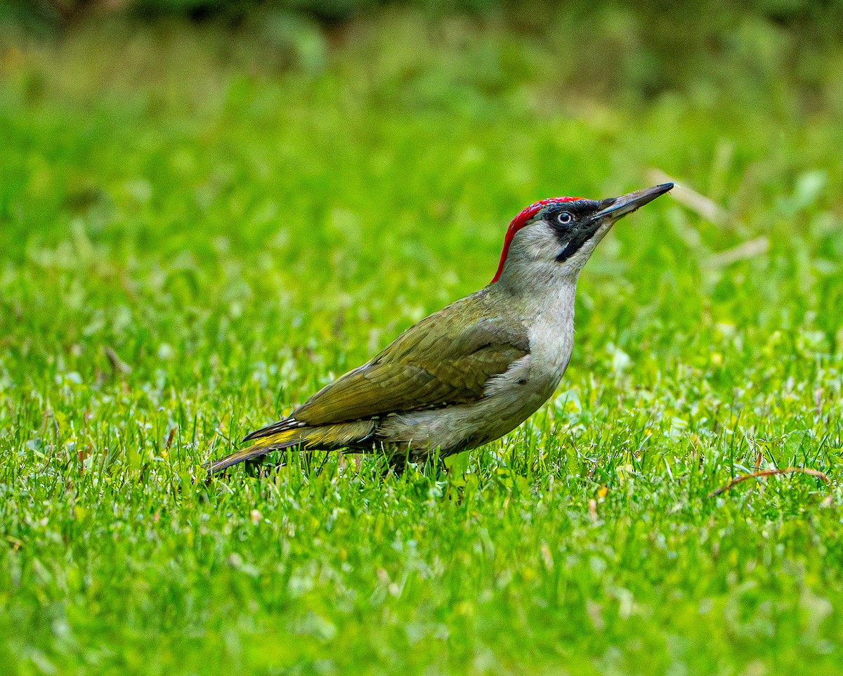 Picchio verde - ML659106007