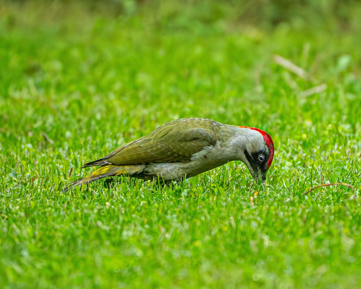 Picchio verde - ML659106008