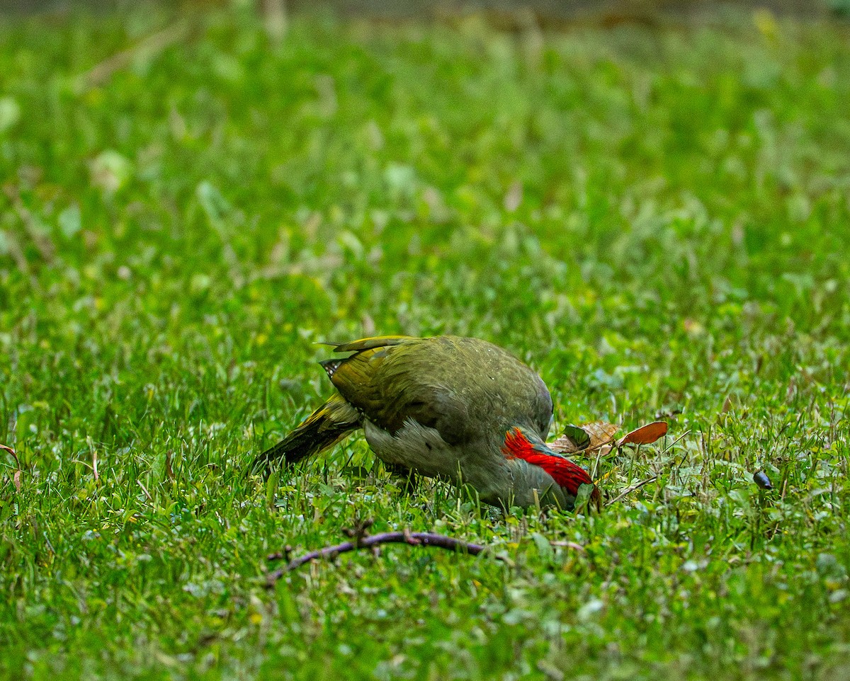 Picchio verde - ML659106009