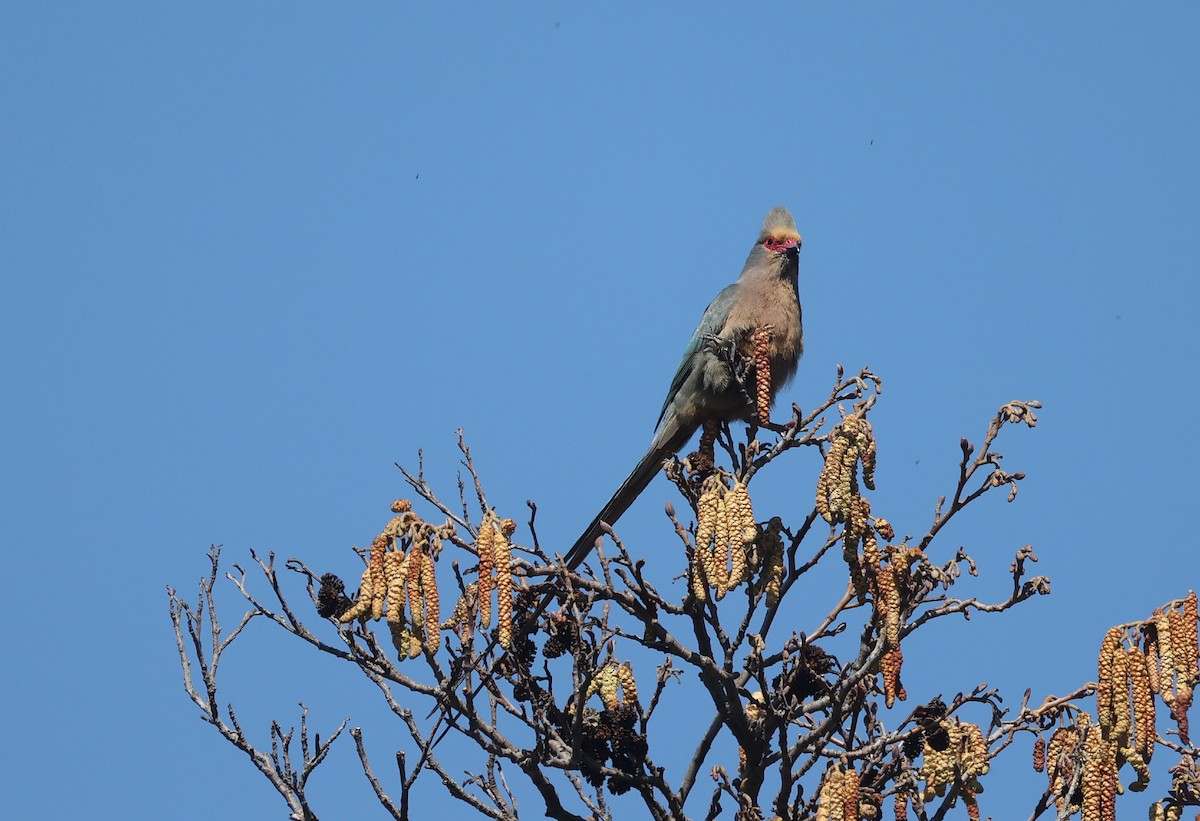 Red-faced Mousebird - ML659106406