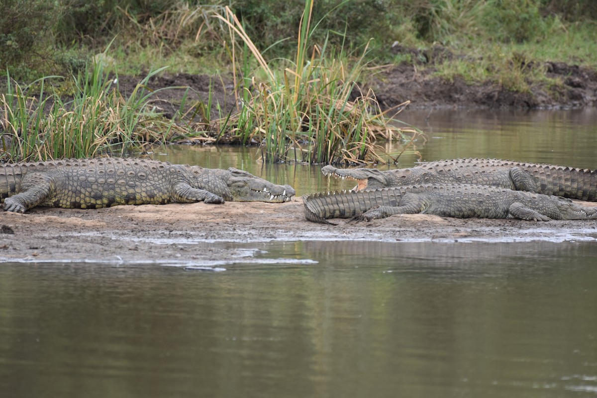 Nile Crocodile - ML659106550