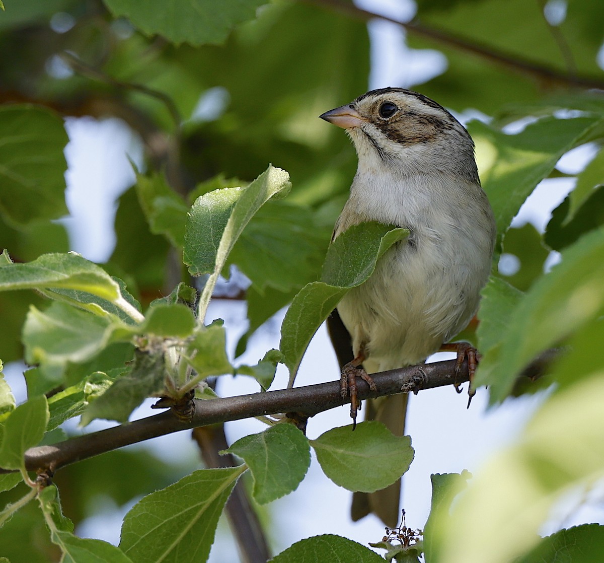 Clay-colored Sparrow - ML659106575