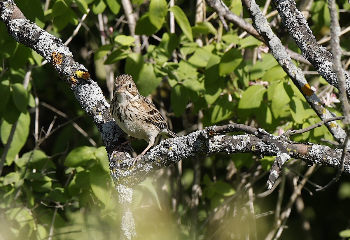 Vesper Sparrow - ML659106577