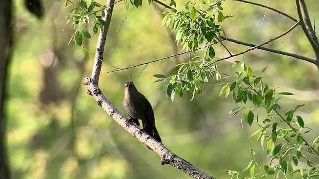 Katzenspottdrossel - ML659107516