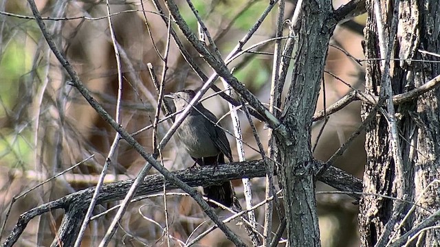 Katzenspottdrossel - ML659107518