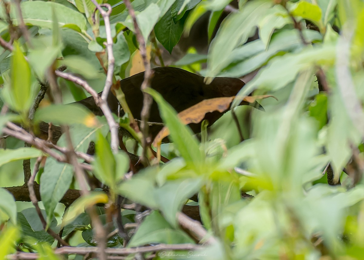 Ruddy-breasted Crake - ML659108486