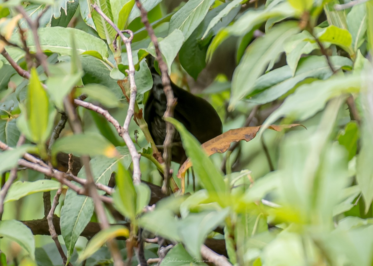 Ruddy-breasted Crake - ML659108488