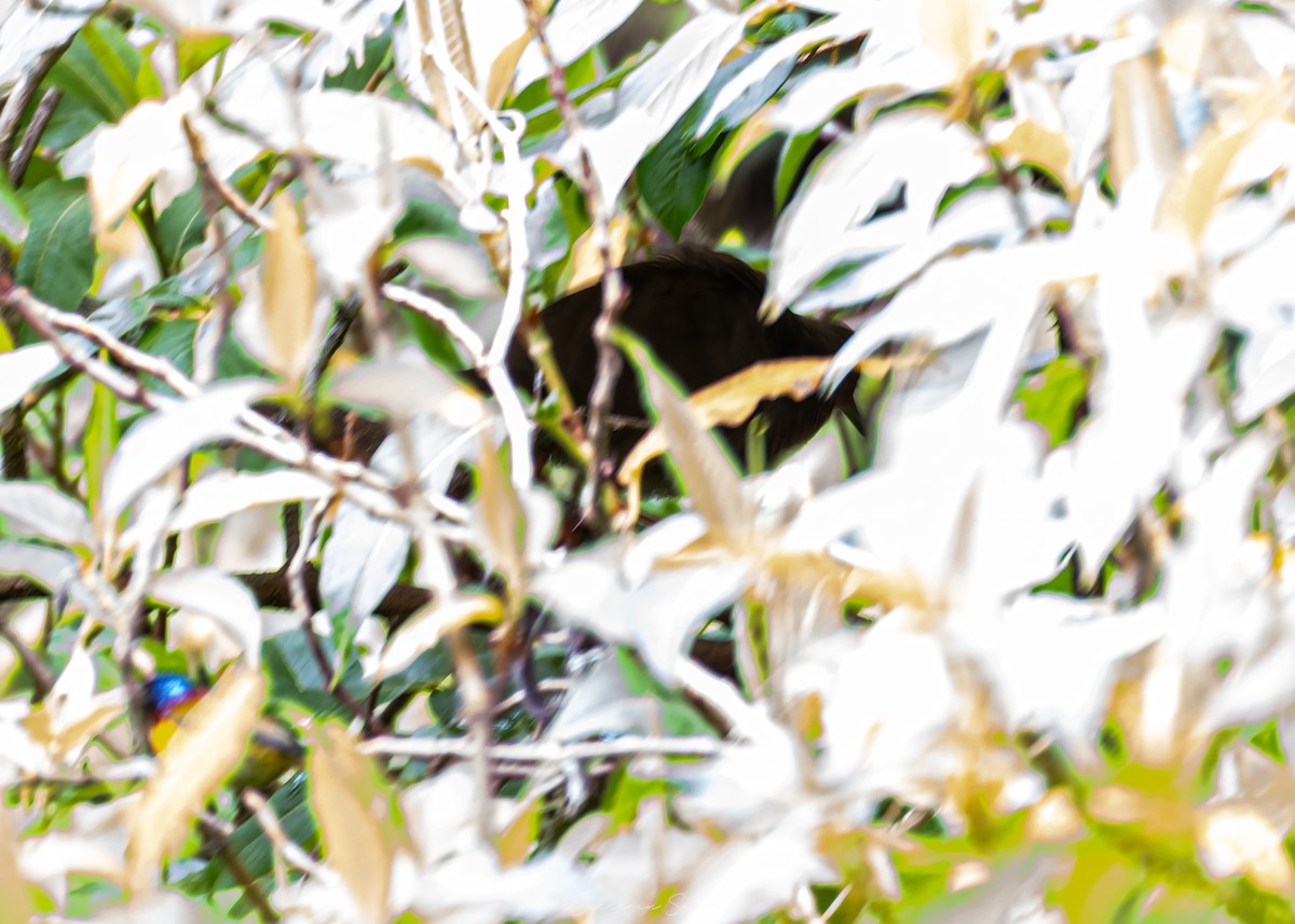 Ruddy-breasted Crake - ML659108489