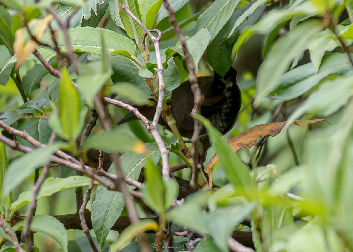 Ruddy-breasted Crake - ML659108490