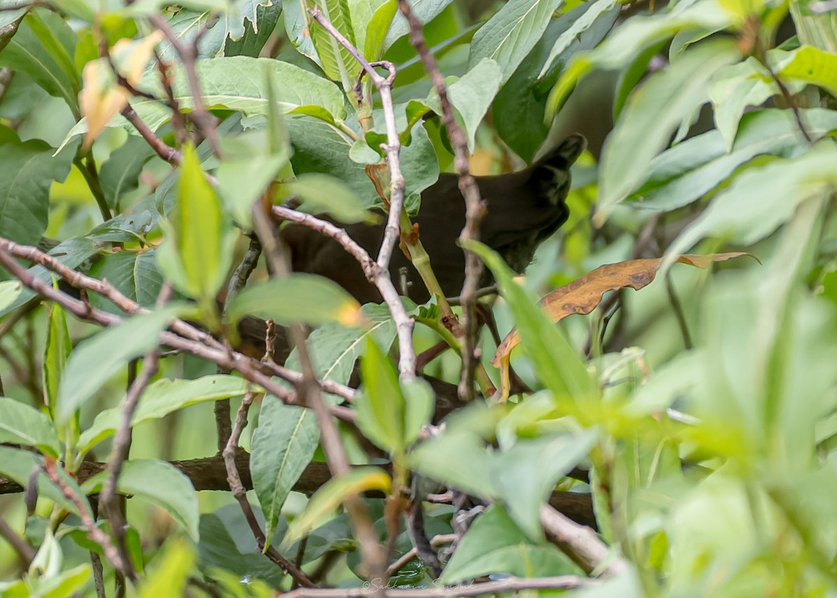 Ruddy-breasted Crake - ML659108491