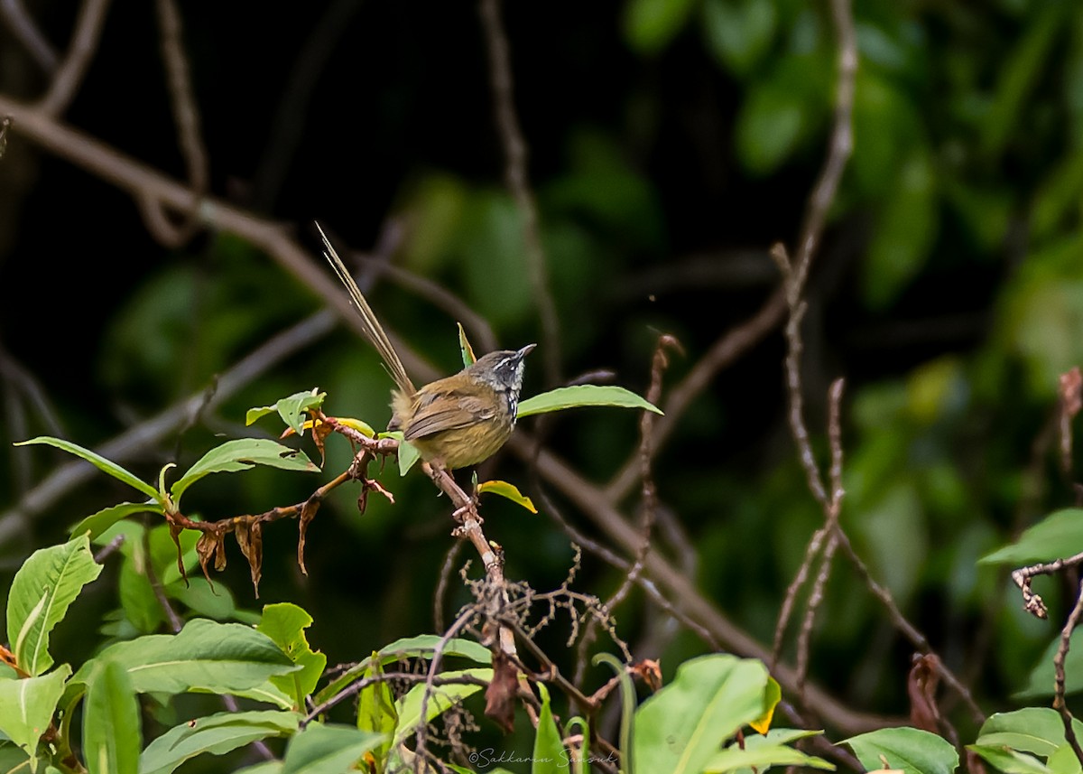 Hill Prinia - ML659108497