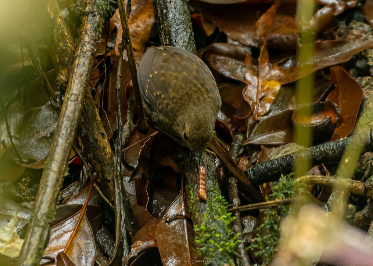 Pygmy Cupwing - ML659108507