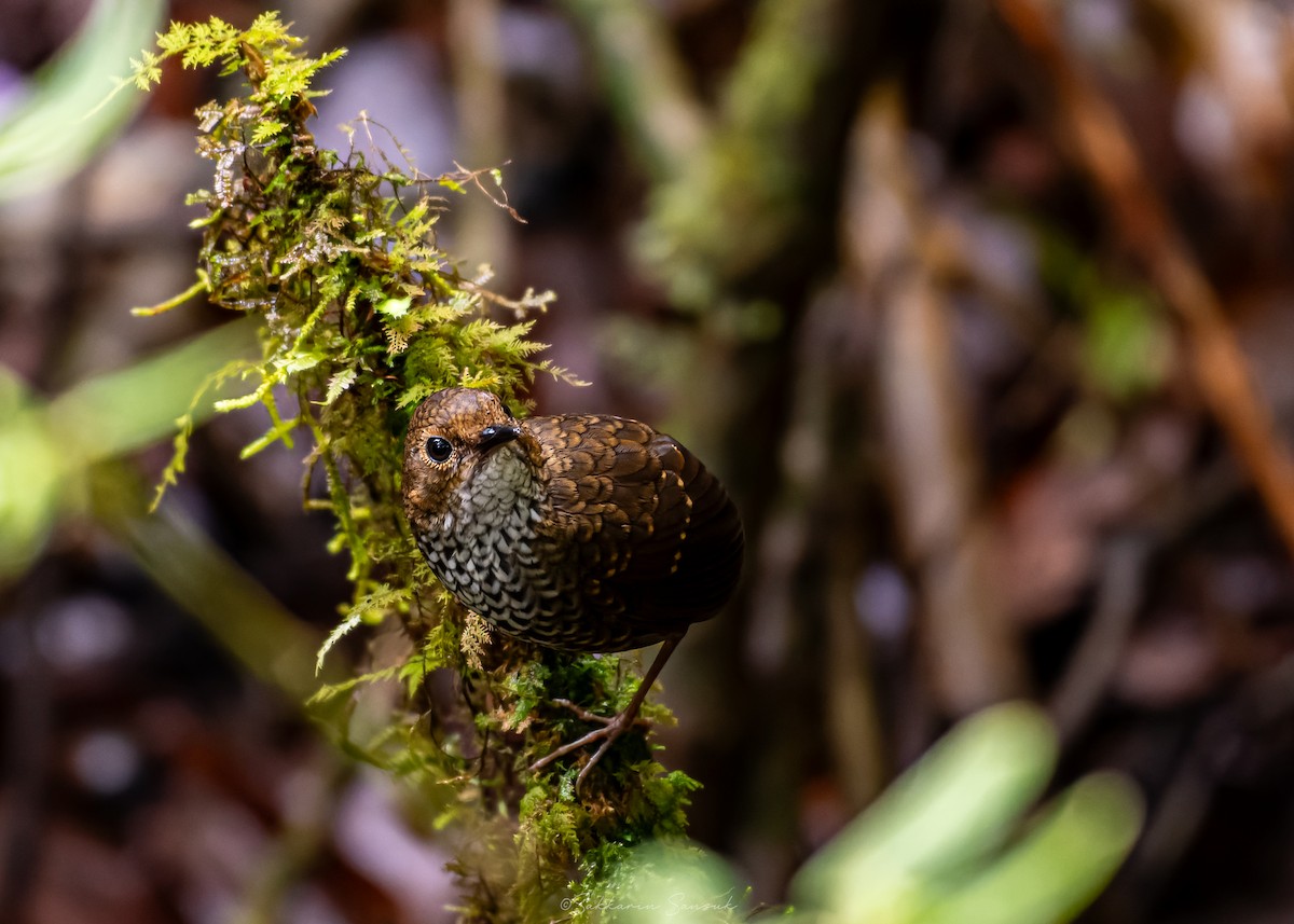 Pygmy Cupwing - ML659108508