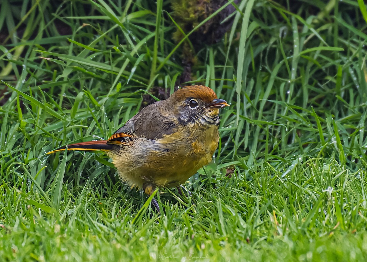 Chestnut-tailed Minla - ML659108568