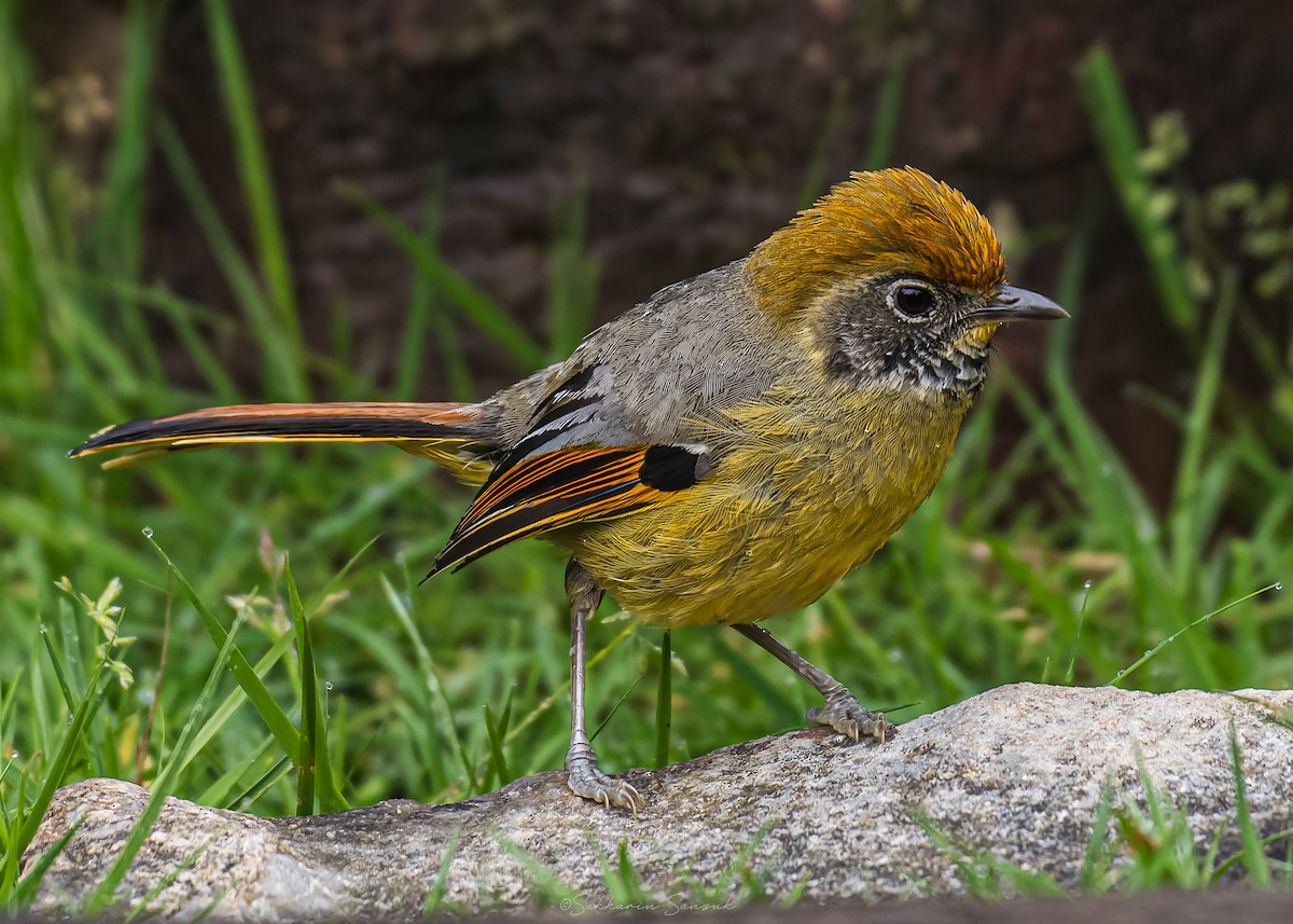 Chestnut-tailed Minla - ML659108569