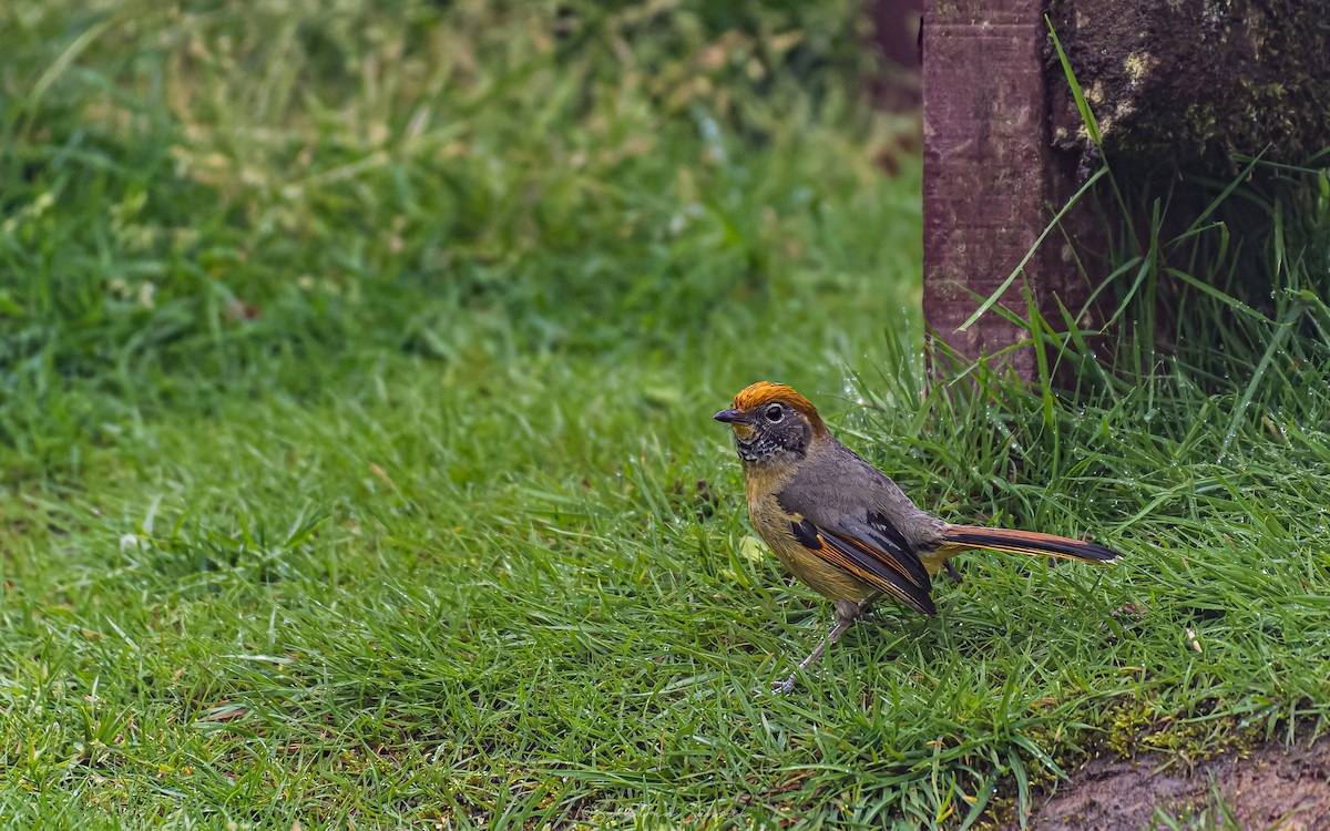 Chestnut-tailed Minla - ML659108570