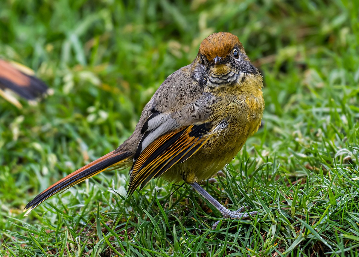 Chestnut-tailed Minla - ML659108571