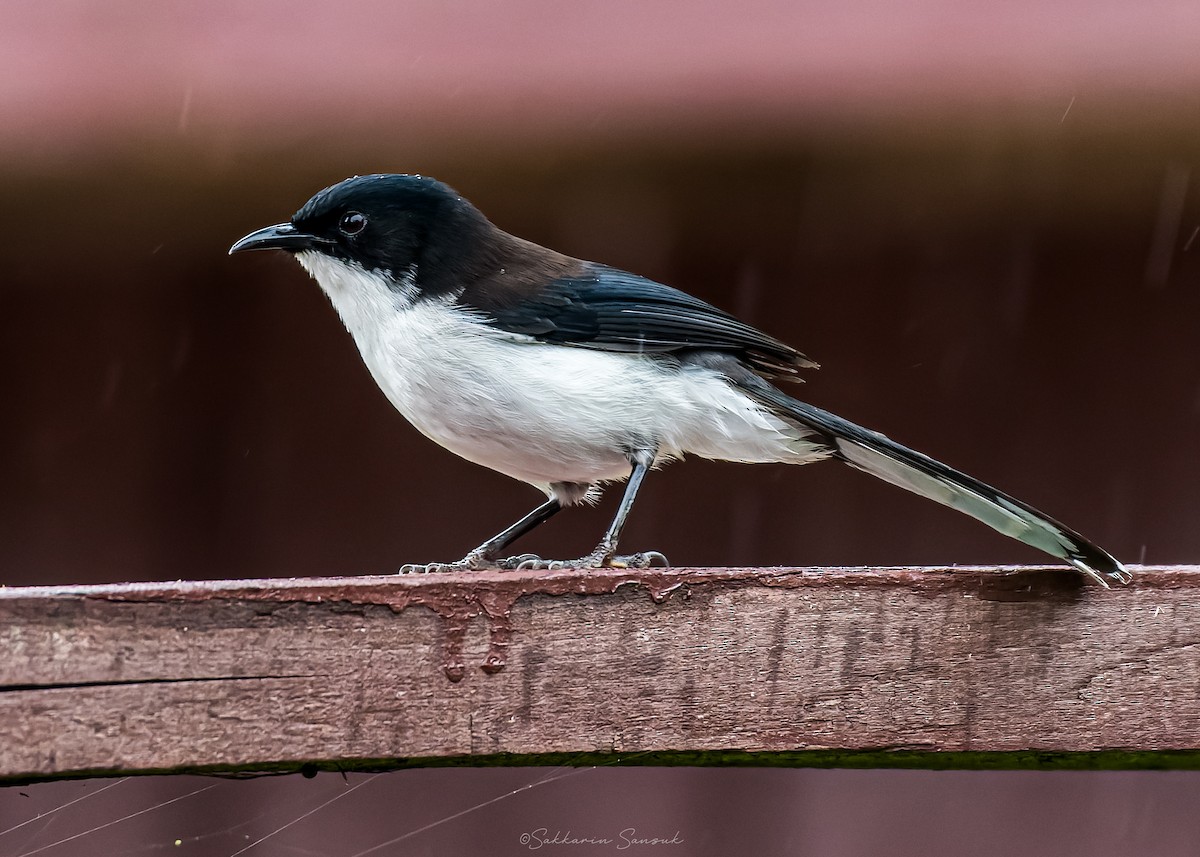 Black-backed Sibia - ML659108574