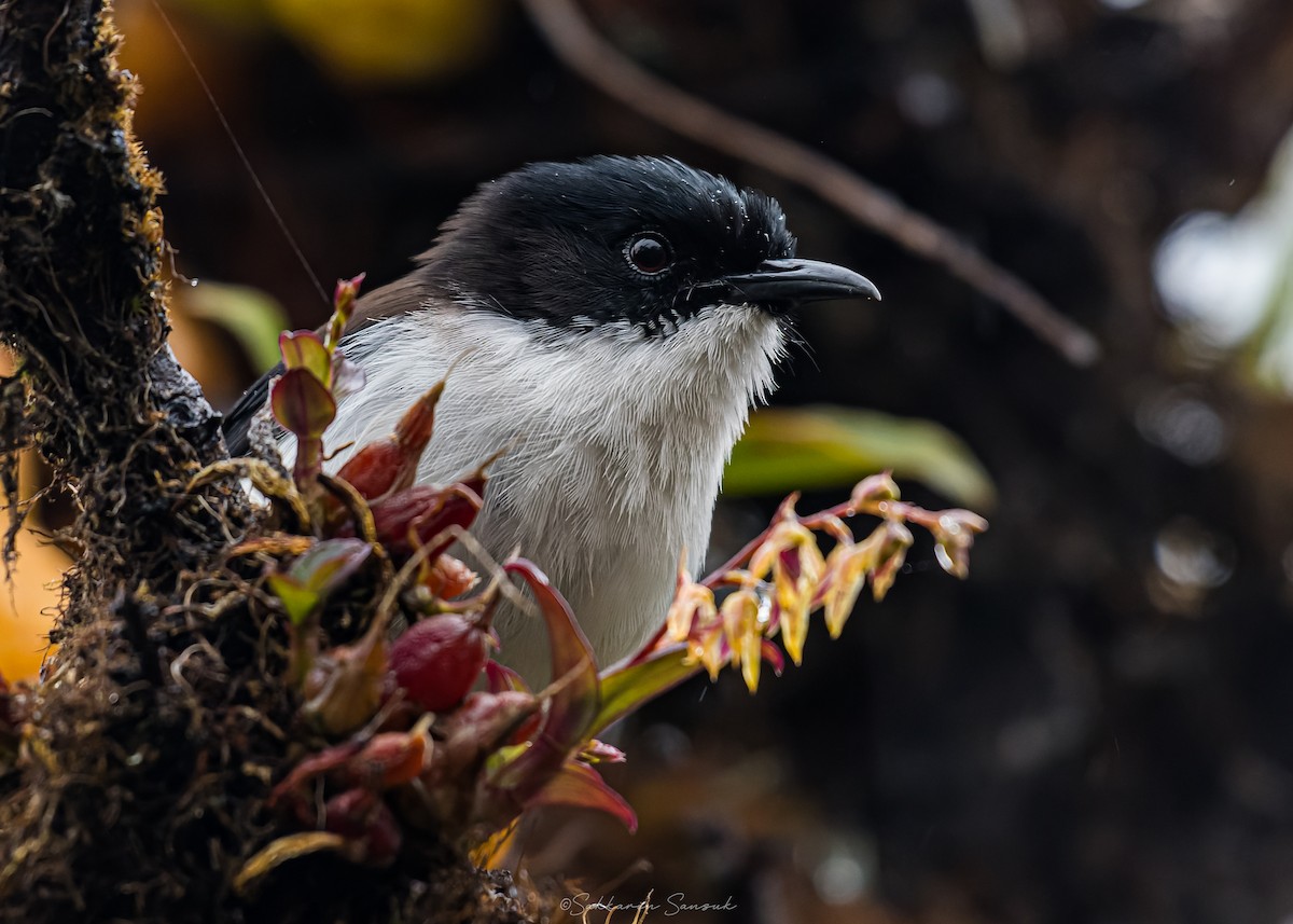 Black-backed Sibia - ML659108575