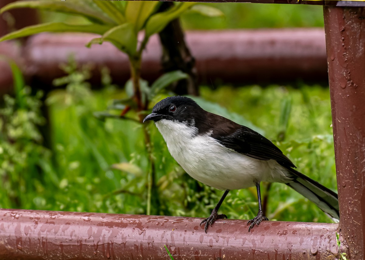 Black-backed Sibia - ML659108576