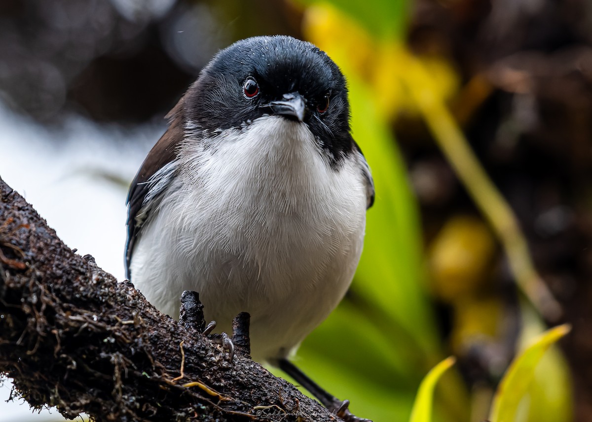 Black-backed Sibia - ML659108577