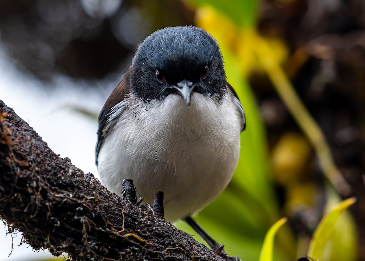 Black-backed Sibia - ML659108578