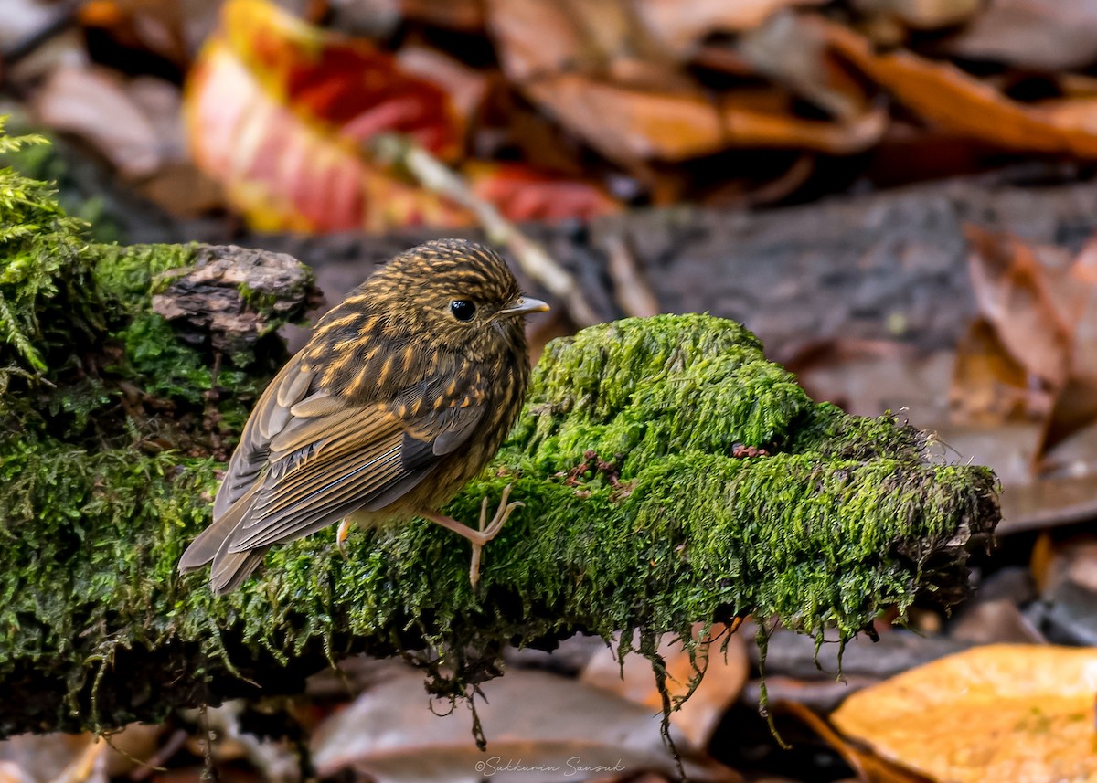 Snowy-browed Flycatcher - ML659108594