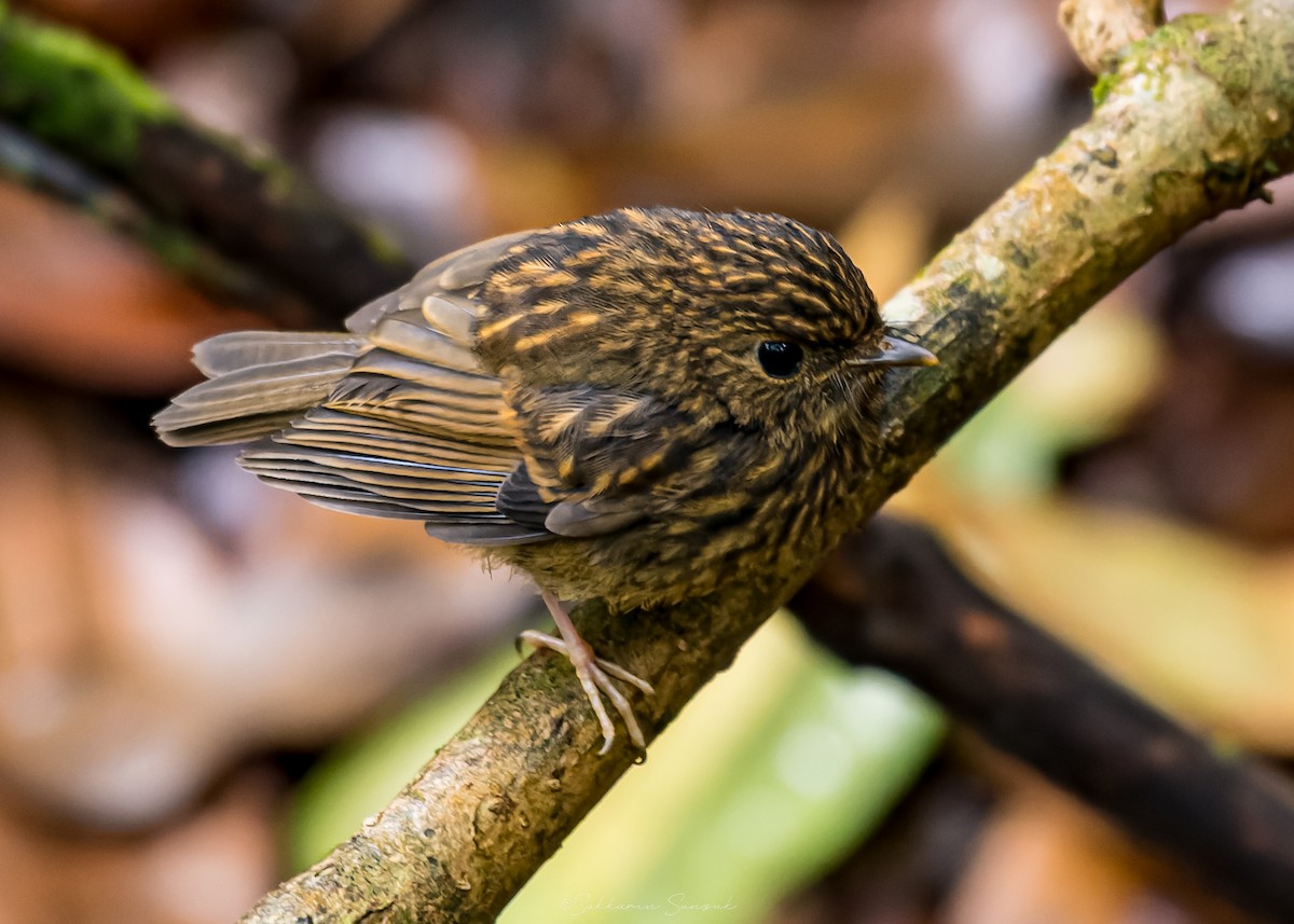 Snowy-browed Flycatcher - ML659108595