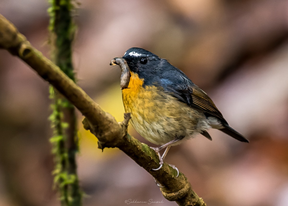 Snowy-browed Flycatcher - ML659108596