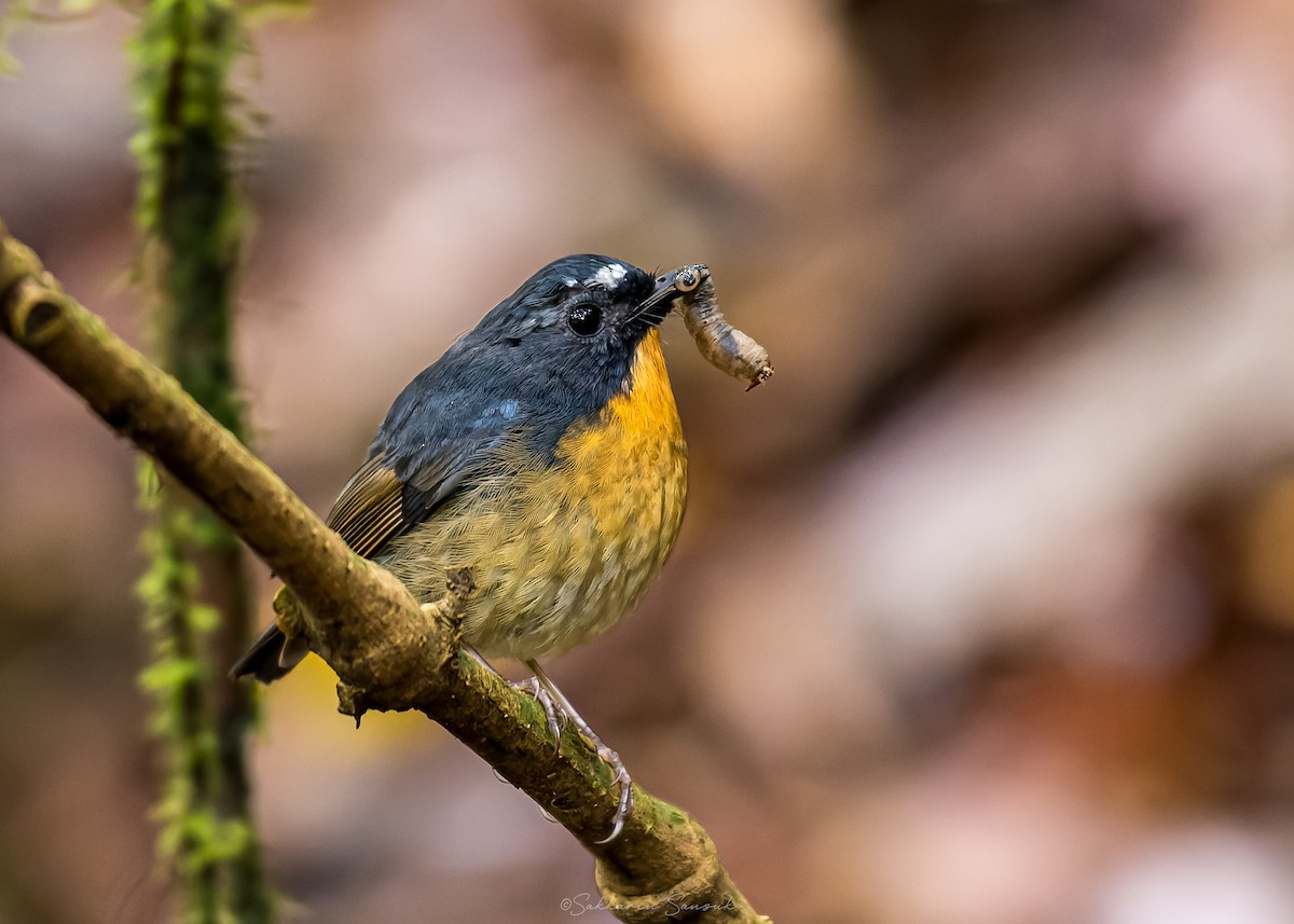 Snowy-browed Flycatcher - ML659108598